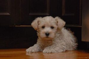 What is the Lifespan of the English Bulldog Poodle Mix?