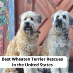 Wheaten Terrier Rescues