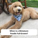 When-Is-a-Miniature-Poodle-Full-Grown-template