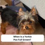 When-Is-a-Yorkie-Poo-Full-Grown-template