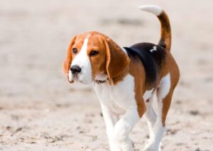 Why Do Beagles End Up in Rescue Shelters in the Midwest?