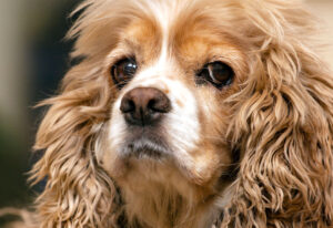 Why Do Cocker Spaniels End Up in Rescue Shelters in Virginia?