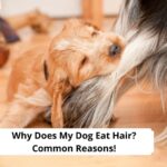 Why-Does-My-Dog-Eat-Hair-template