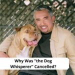 Why-Was-the-Dog-Whisperer-Cancelled-template