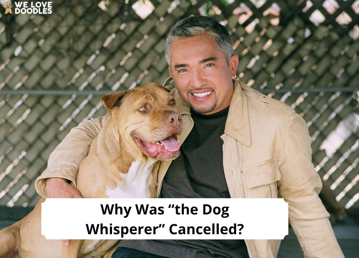 how do you get on the dog whisperer show