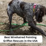 Wirehaired Pointing Griffon Rescues