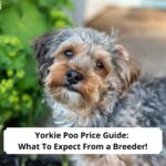 Yorkie-Poo-Price-Guide-What-To-Expect-From-a-Breeder-template