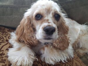 ASPCA (CockerSpanielVA)