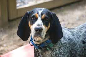  Houndsong Rescue (BeagleMidwest)