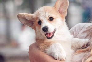 do dog baby teeth need to be removed