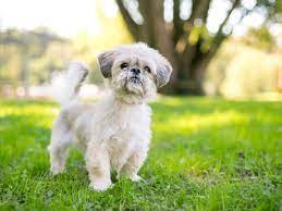 8 Best Shih Tzu Rescues in Illinois! (2024) - We Love Doodles