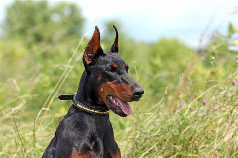 European Doberman Puppies for Sale – Top 6 Breeders! (2024) - We Love ...