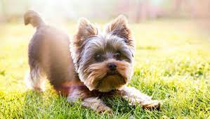 3 Things To Consider When Choosing Your Parti Yorkie Haircut