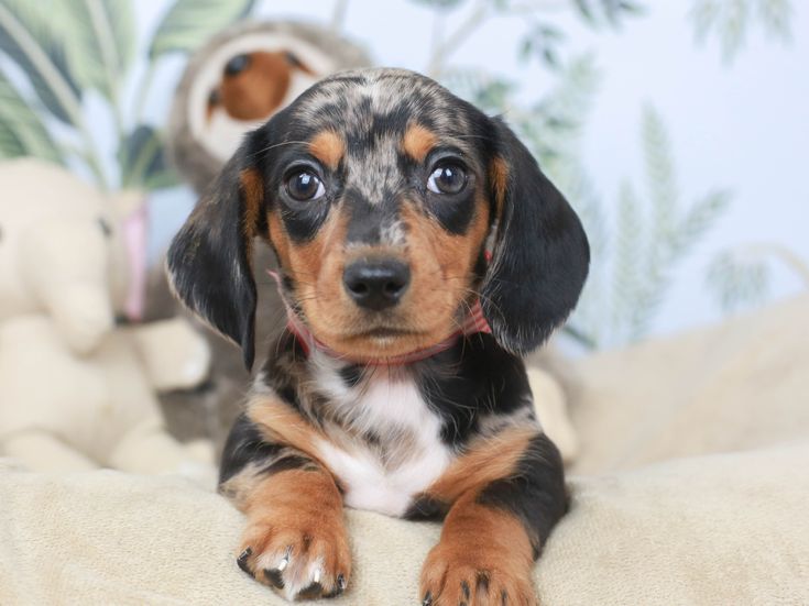 Dapple Dachshund Puppies for Sale Top 5 Breeders!