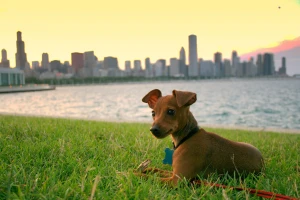 Find a Dog Park Near Me in Chicago, Illinois