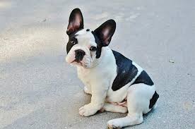 5.  Sugar Sweet Georgia Puppies (FrenchtonUSA)