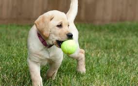 53 Best Candy Names for Dogs