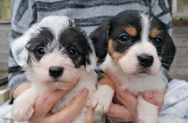 When Is a Jackapoo Fully Grown? + Growth Chart! (2024) - We Love Doodles