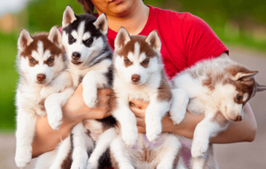 Adopt-a-Pet (Find Husky Puppies)