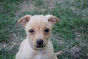 Adoption Forums (RhodeIsland)