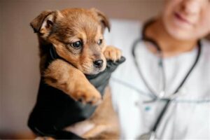 Ask Your Vet (RhodeIsland)