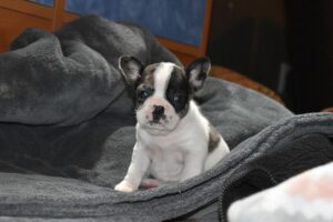 Auggie's Dogies Frenchton Puppies (FrenchtonUSA)