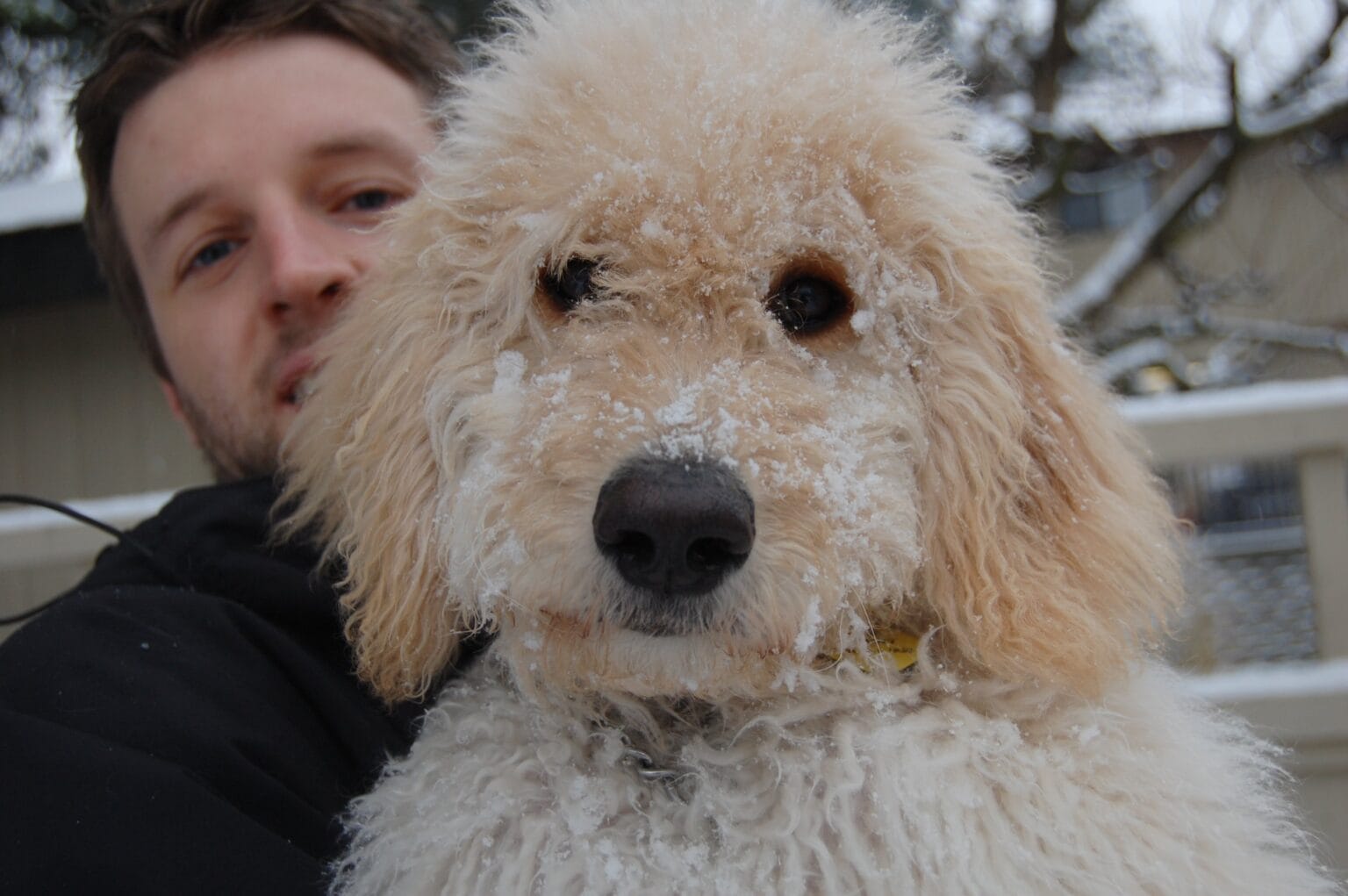 7 Best Goldendoodle Breeders In British Columbia 2024 We Love Doodles   BC Goldendoodles Scaled E1669802378972 1536x1086 