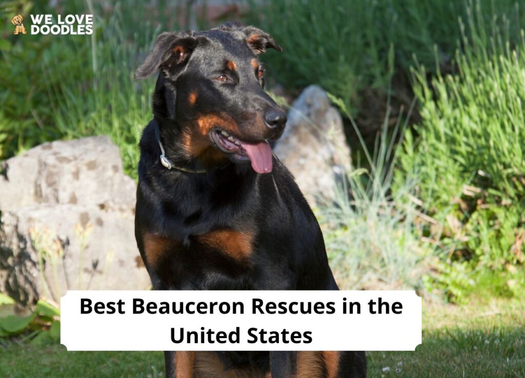 8 Best Beauceron Rescues in the United States! - We Love Doodles
