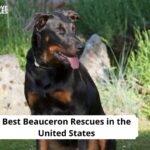 Beauceron Rescues