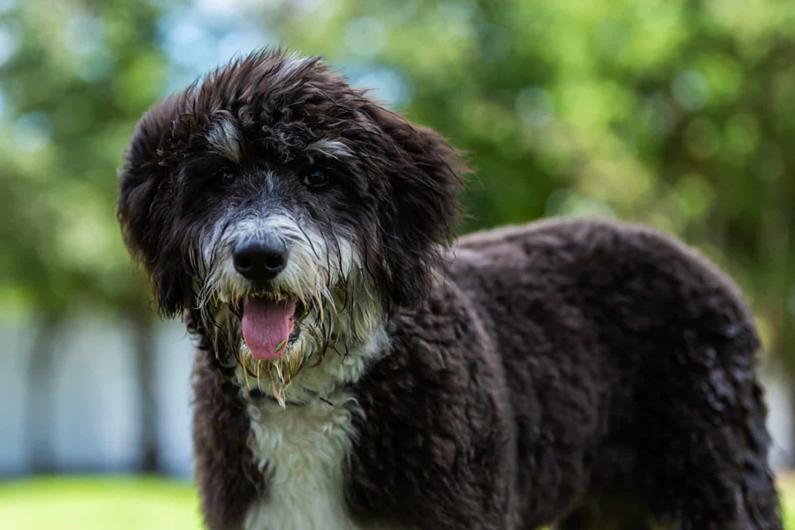 Can a Bernedoodle Be a Service Dog?