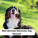 Bernese Mountain Dog Rescues