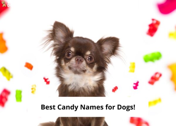 53-best-candy-names-for-dogs