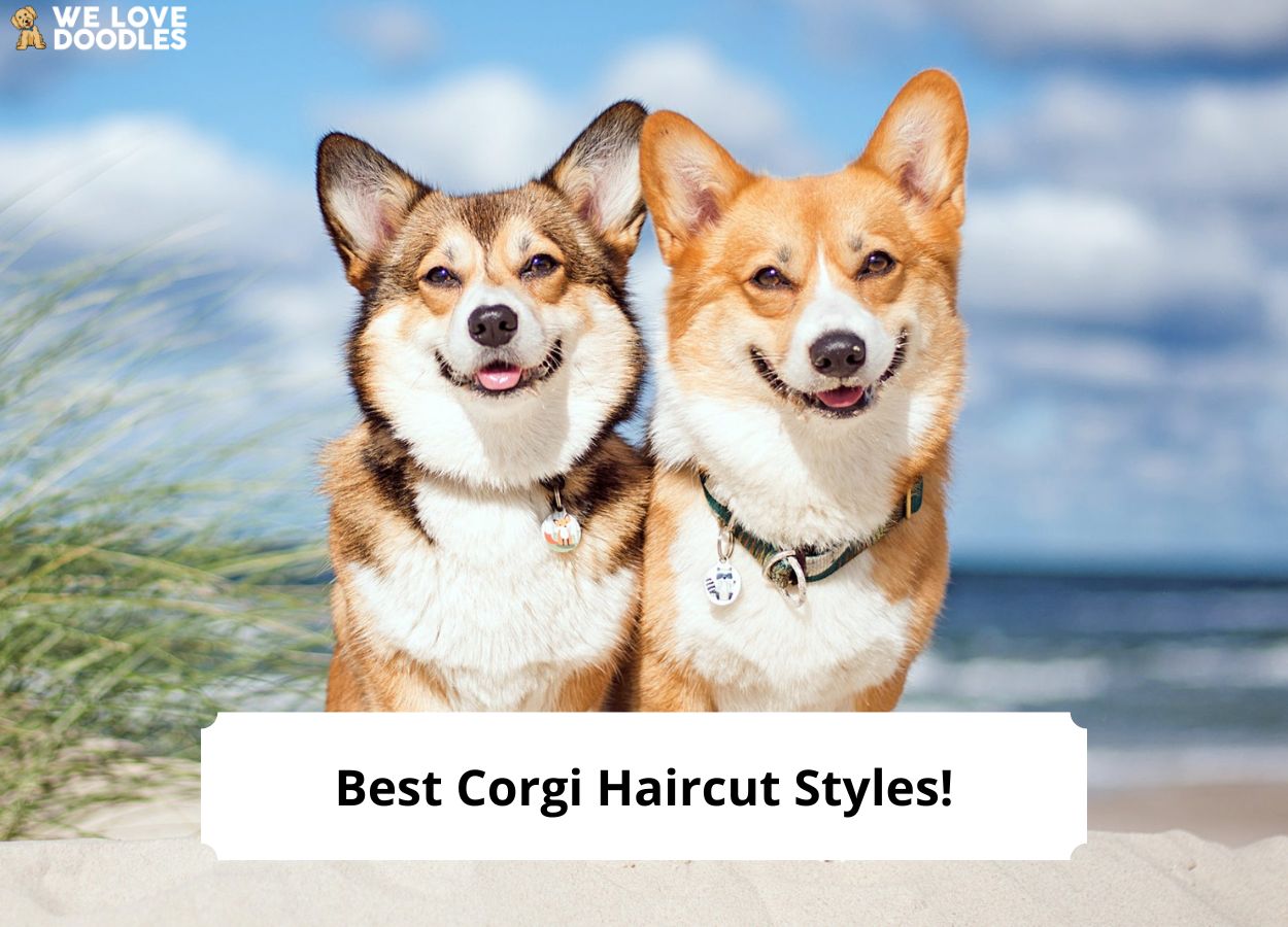 do corgis get haircuts