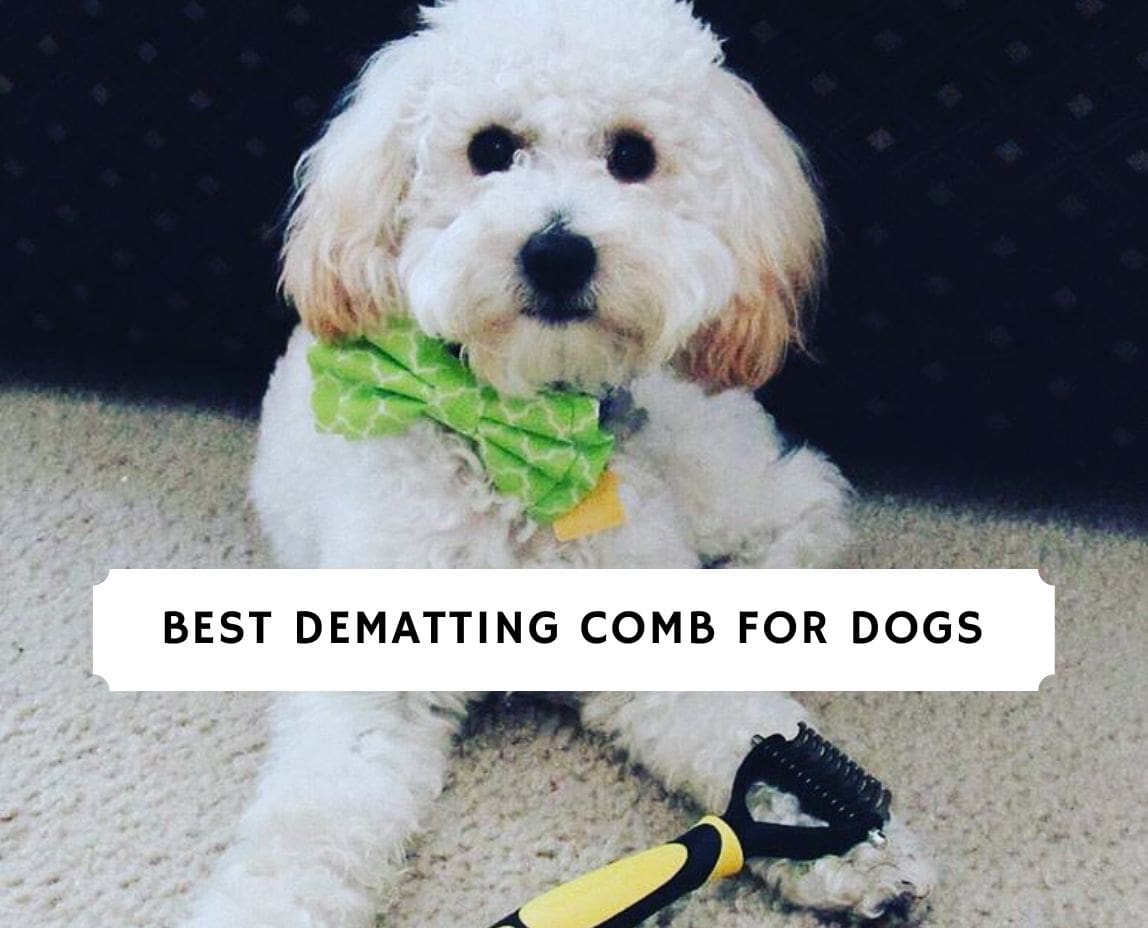 The 7 Best Dematting Comb for Dogs! - We Love Doodles