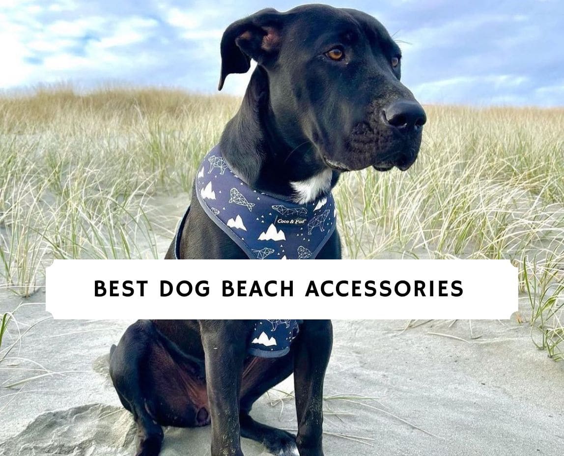 The 9 Best Dog Beach Accessories!