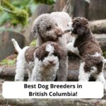 Best-Dog-Breeders-in-British-Columbia-template
