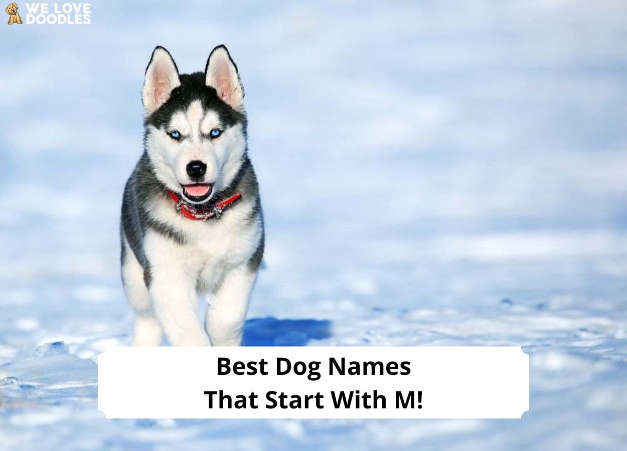 71-best-dog-names-that-start-with-m