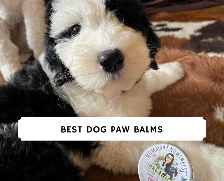 Best Dog Paw Balms