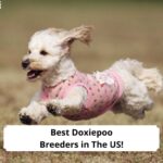 Best-Doxiepoo-Breeders-in-The-US-template