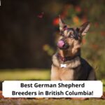 Best-German-Shepherd-Breeders-in-British-Columbia-template