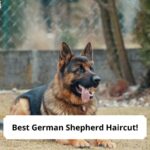 Best-German-Shepherd-Haircut-template