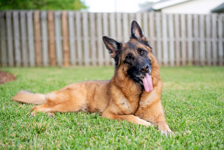 german shepherd grooming - German Shepherd Grooming