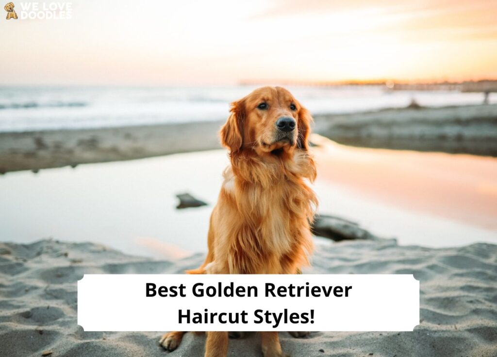 should you groom a golden retriever