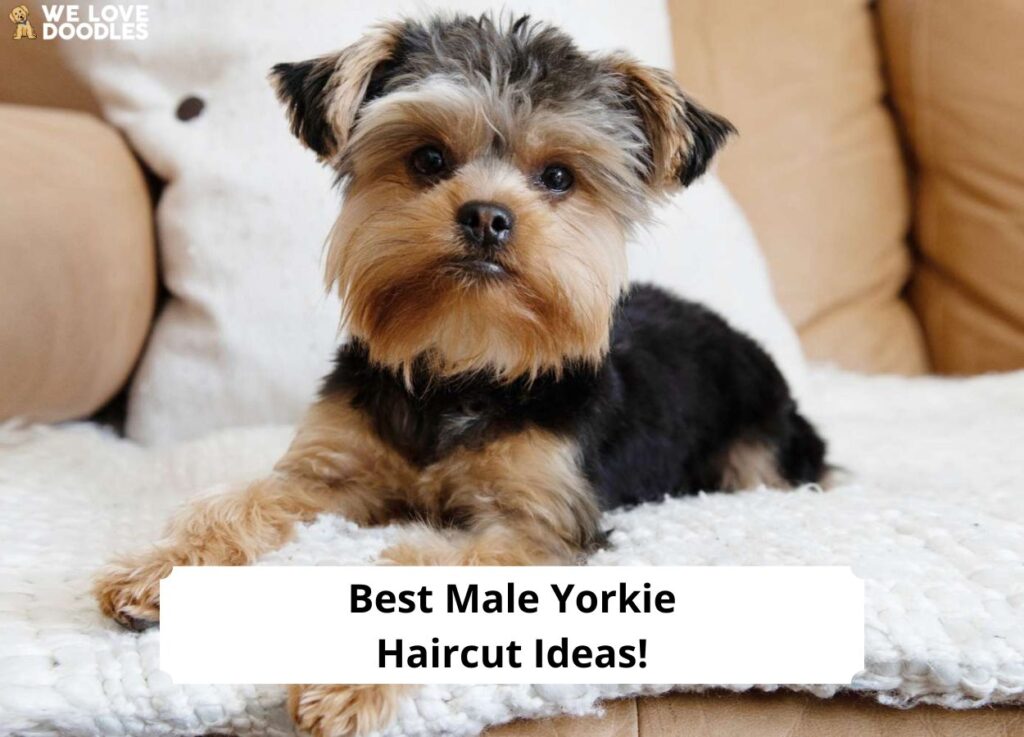 How to Groom a Yorkshire Terrier – American Kennel Club