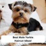 Best-Male-Yorkie-Haircut-Ideas-template