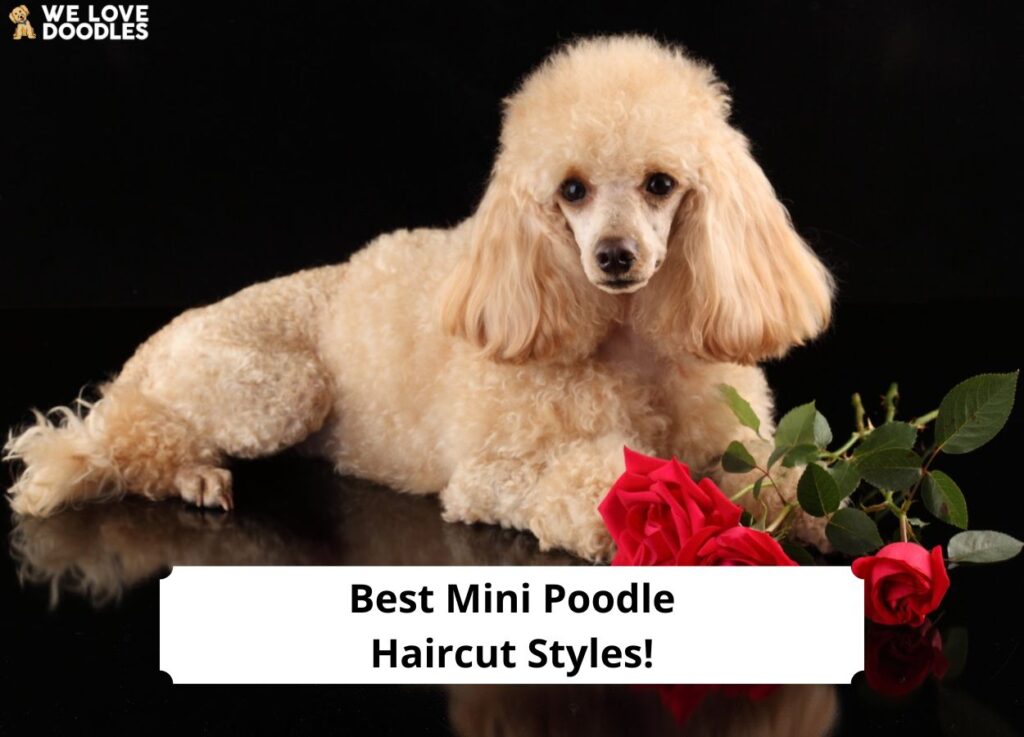 Best Mini Poodle Haircut Styles Template 1024x737 