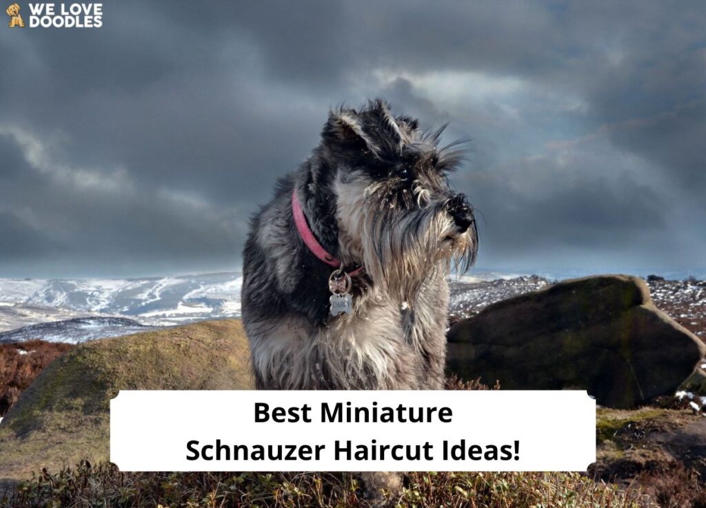 Best Miniature Schnauzer Haircut Ideas   Best Miniature Schnauzer Haircut Ideas Template 1024x737 