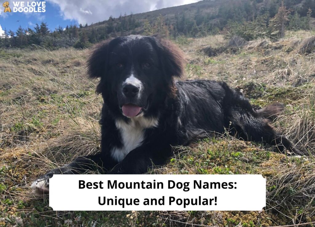 60+ Best Mountain Dog Names Unique and Popular! (2024) We Love Doodles