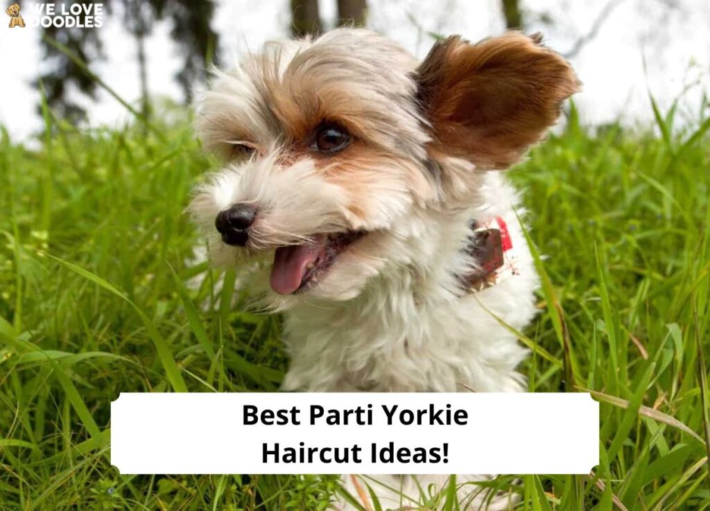 Best-Parti-Yorkie-Haircut-Ideas-template