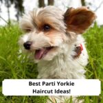 Best-Parti-Yorkie-Haircut-Ideas-template